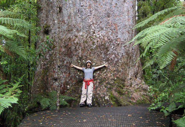 Kauri tree retreat